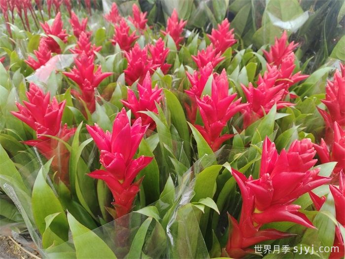 年宵花的寓意和摆放风水(图2)