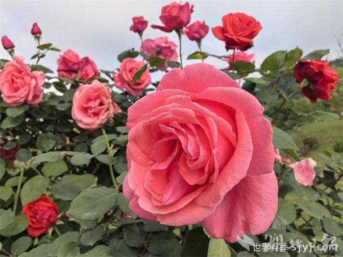 恩施巴东神农公园：蔷薇月季次第开 繁花似锦醉游人(图1)