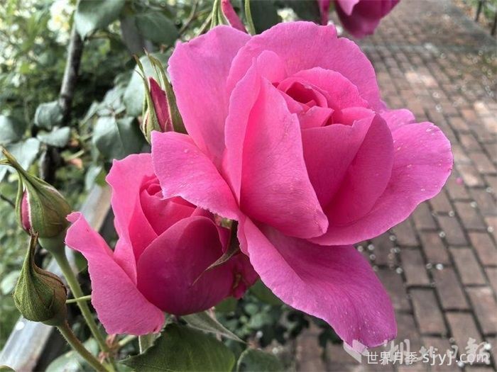 恩施巴东神农公园：蔷薇月季次第开 繁花似锦醉游人(图2)