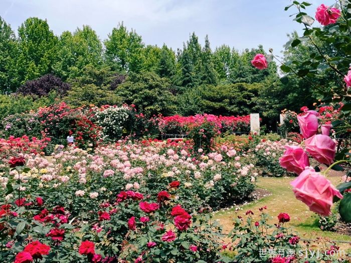 月季园：郑州西流湖公园贾鲁芳华月季园(图2)