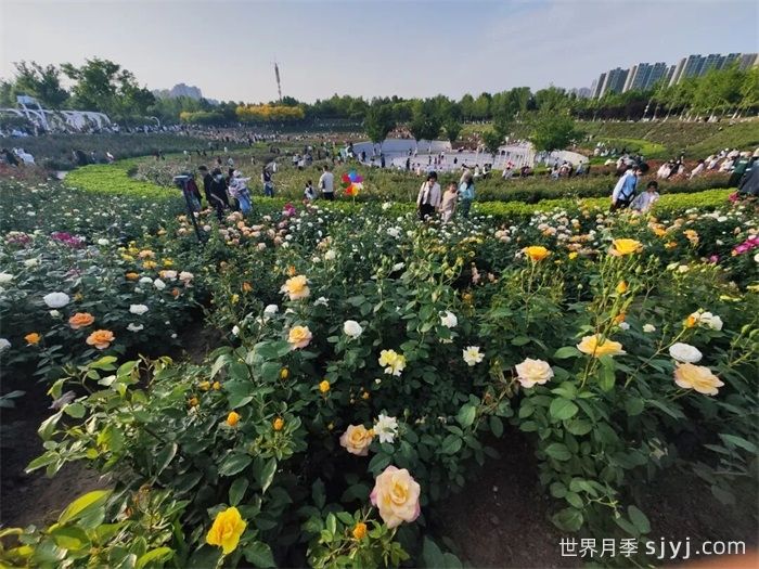 月季园：郑州西流湖公园贾鲁芳华月季园(图3)