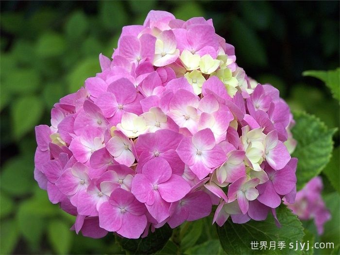 绣球的分类与修剪(图1)