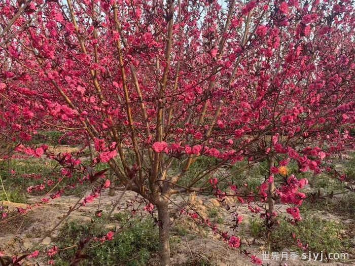 碧桃常见品种介绍(图1)