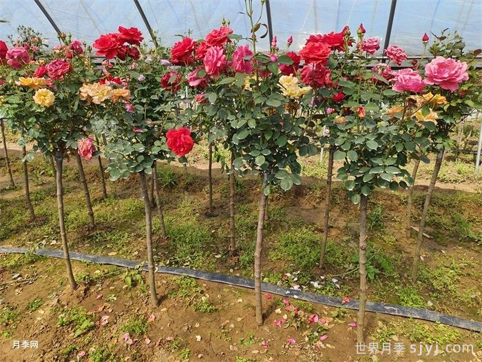 月季如何修剪？月季修剪字决(图1)