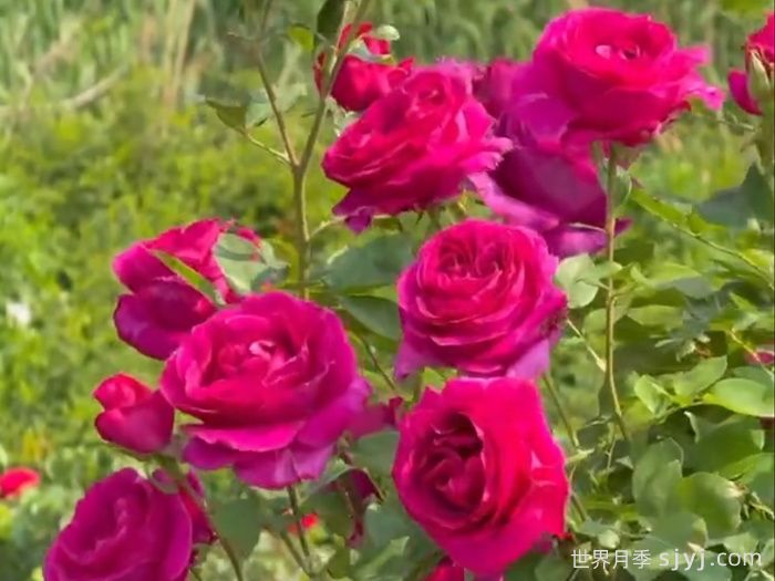 绛宫深月季(图1)