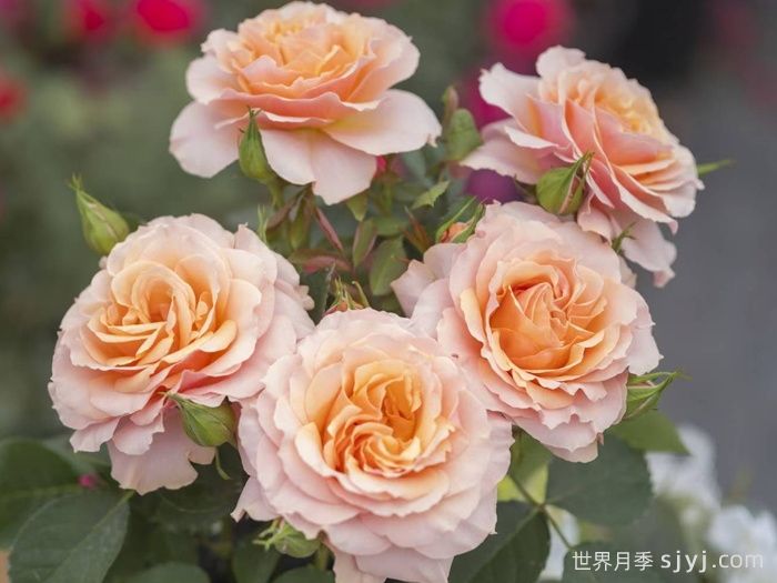 胡旋舞月季(图1)