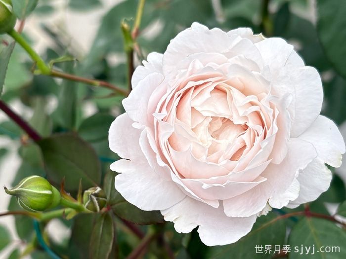 羞云月季(图2)