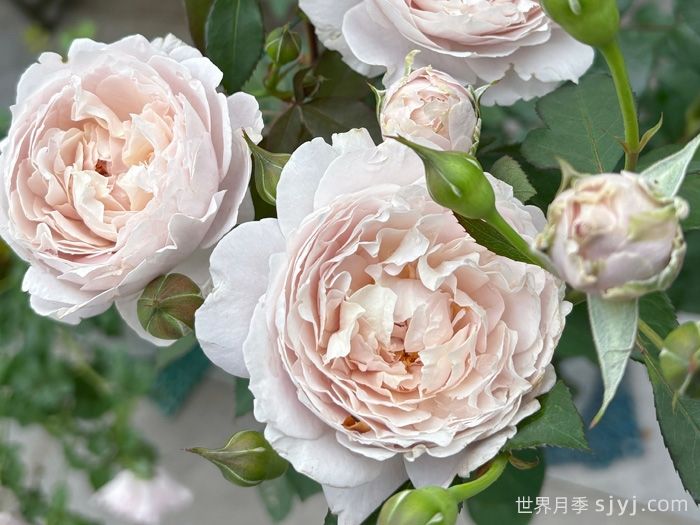 羞云月季(图3)