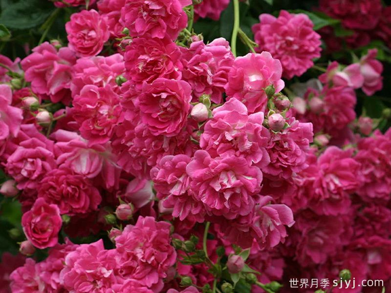 超级埃克塞尔萨月季Super Excelsa(图1)