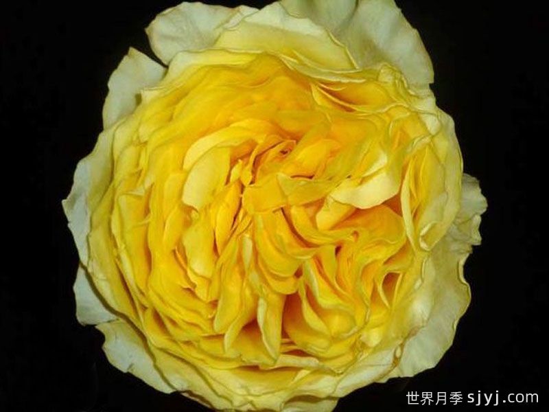 康帕内拉黄色月季Campanella Yellow(图1)