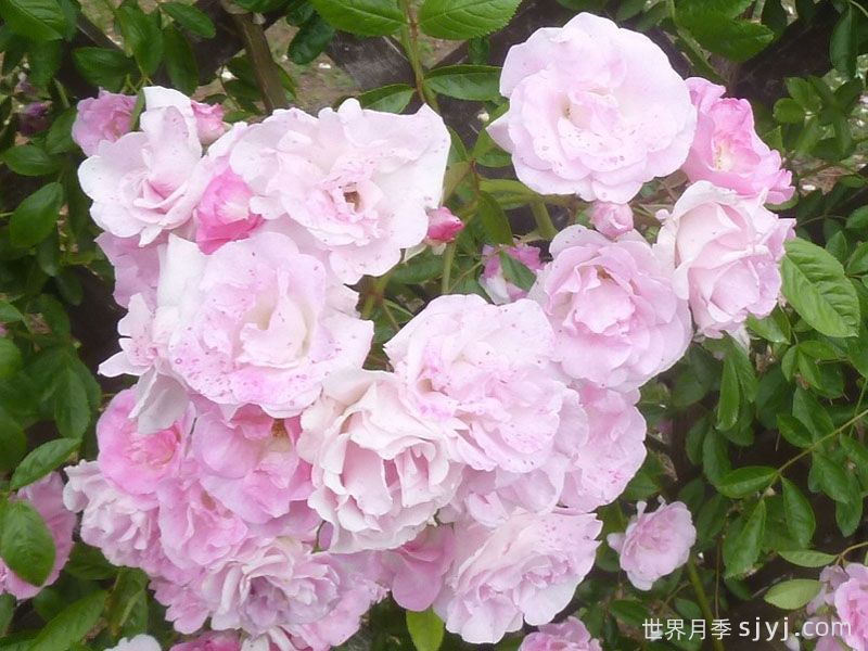 粉色夏雪月季/春霞Pink Summer Snow(图2)
