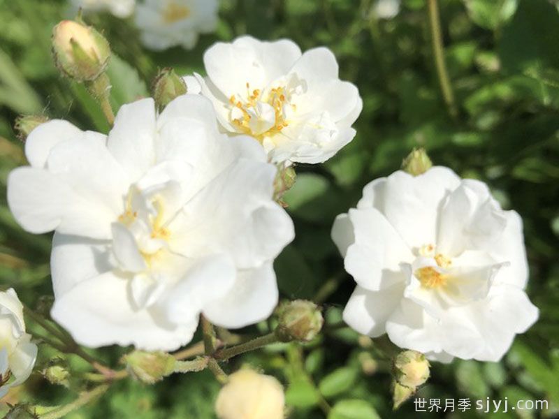 夏日雪月季Summer Snow(图1)