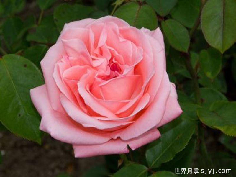 女神月季Megami(图1)