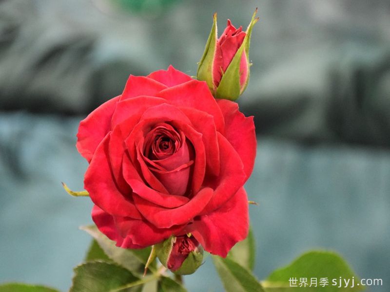 红宝石月季Red Gem(图1)
