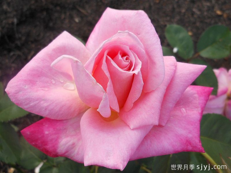 粉色冻糕月季/瑞云香/粉红芭菲Pink Parfait(图2)