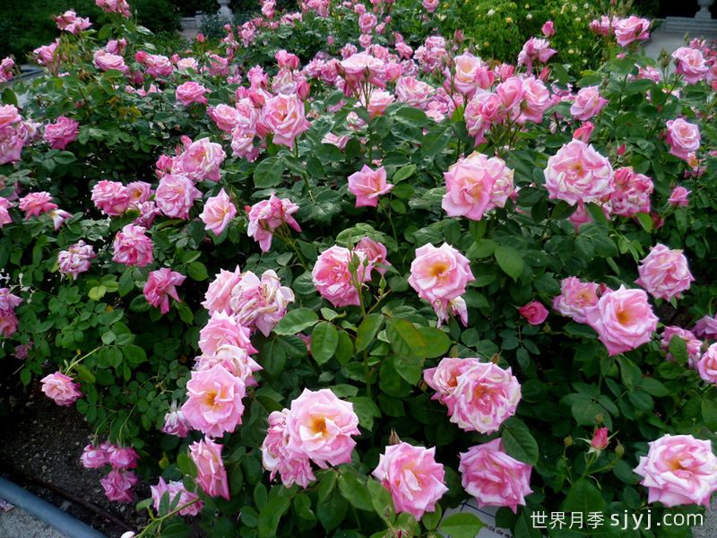 粉色冻糕月季/瑞云香/粉红芭菲Pink Parfait(图3)