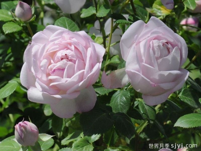 初吻月季/初宴La Boum(图1)
