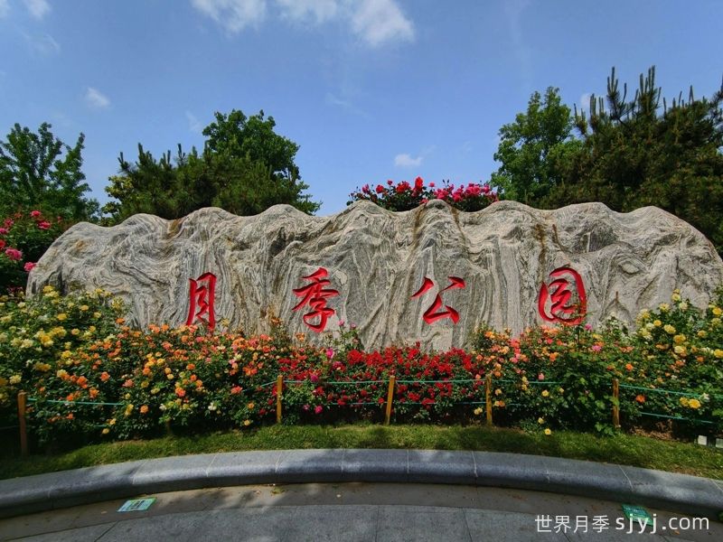 月季园：郑州月季公园(图1)
