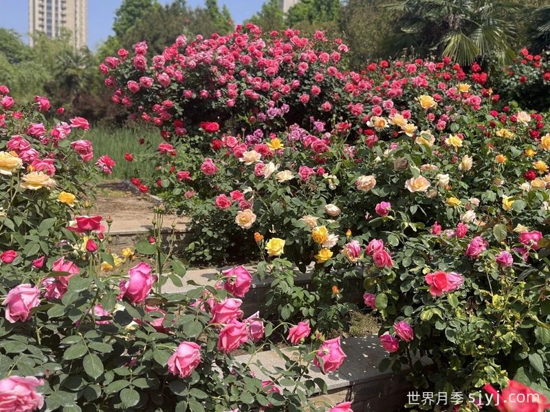 月季园：郑州月季公园(图3)