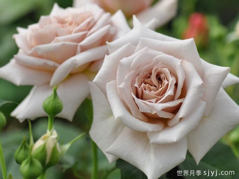 糖衣玫瑰月季/温柔Rose Dragee(图2)