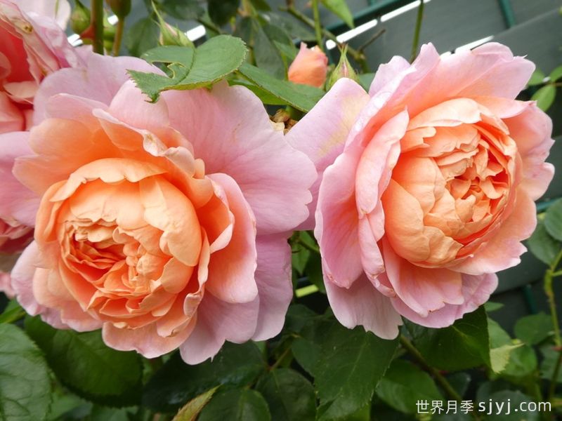 柯莱特月季/科瑞特Colette(图5) 柯莱特月季/科瑞特Colette(图5)