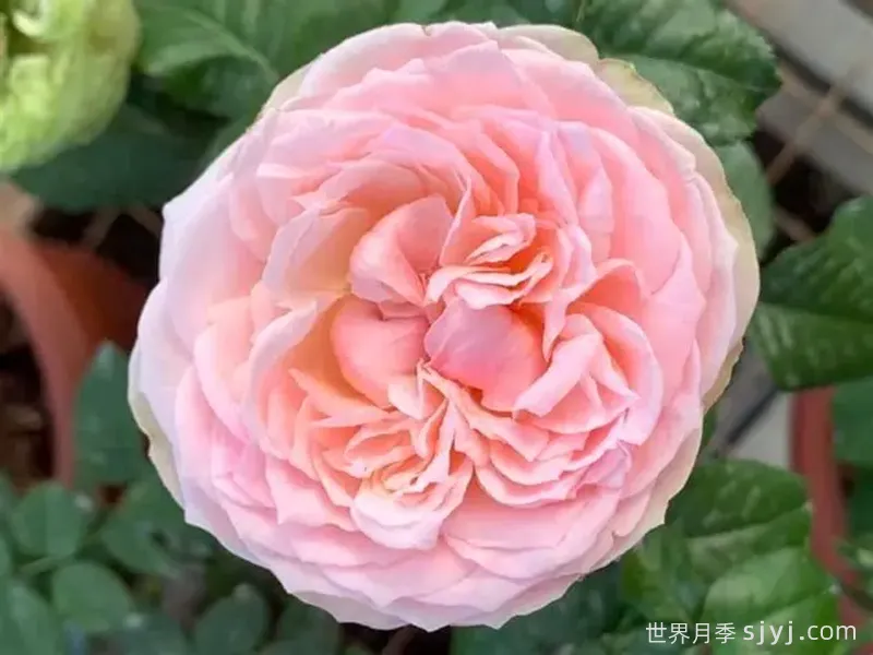 简的骄傲月季Pride of Jane(图2)