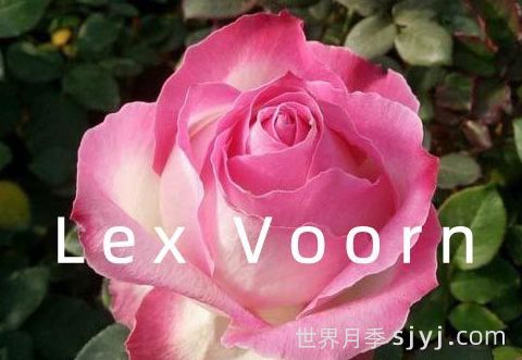 月季育种家：荷兰Lex Voorn(图1)
