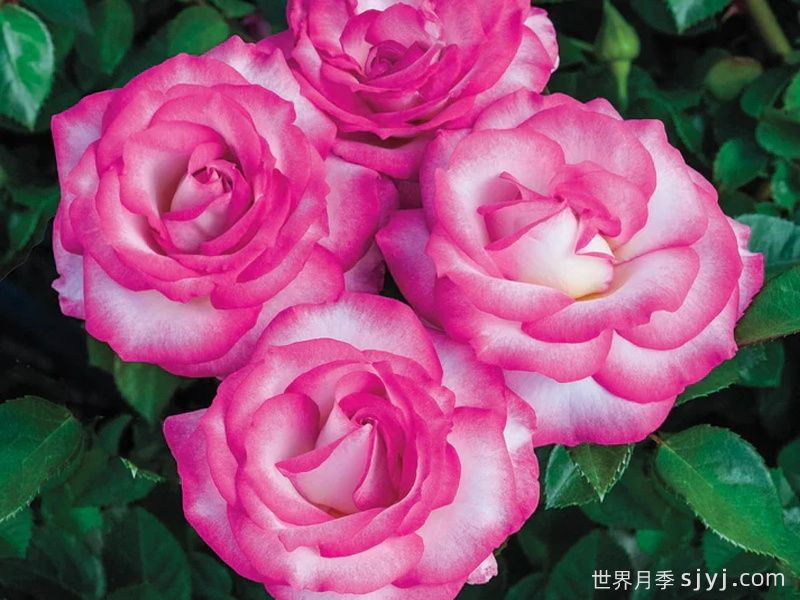 选美小姐月季Miss Congeniality(图3)