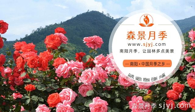 中国月季网(www.sjyj.com)，月季品种大全和栽培养护专业网站(图1)