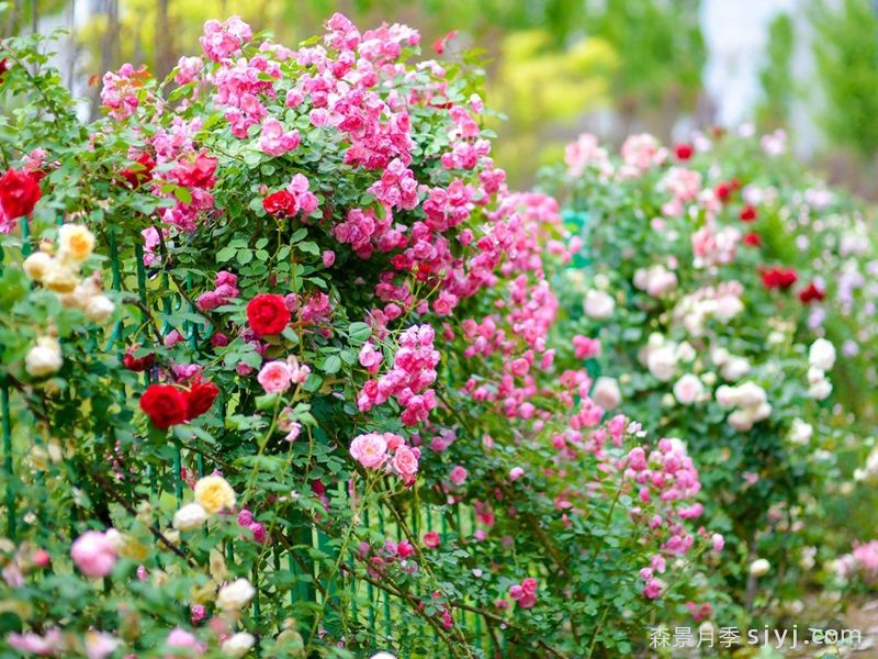 临沂书法广场，月季花开游人来(图1)