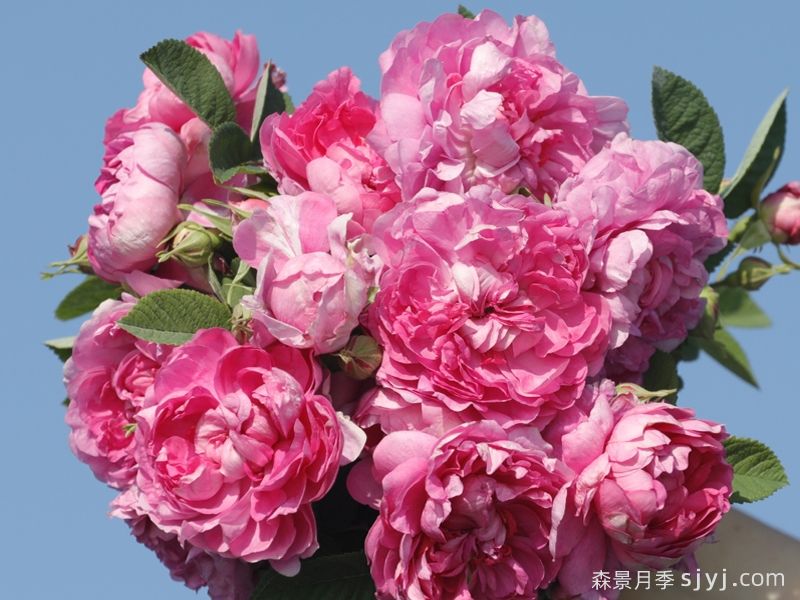 荼薇月季(图1)