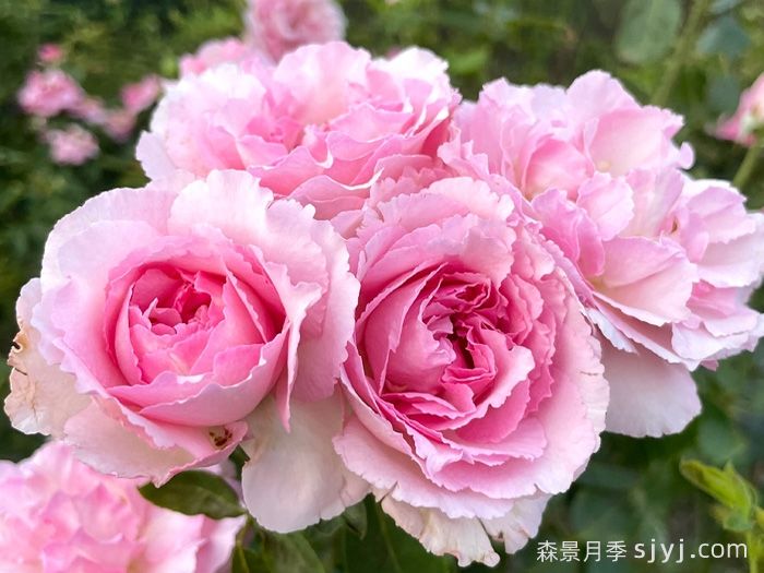 自由精神和伊芙月季如何修剪？(图2)