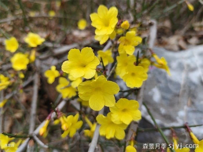 如何区别迎春花、野迎春、探春花？(图1)