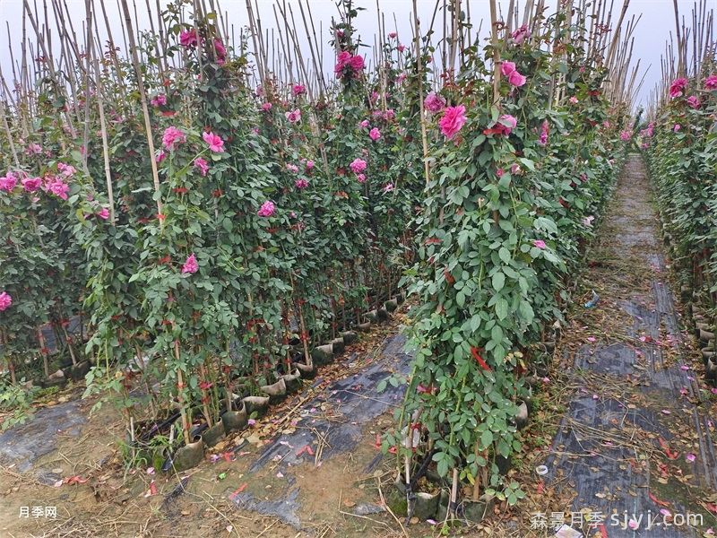 怎么保证苗木移植后100%成活呢？(图1)