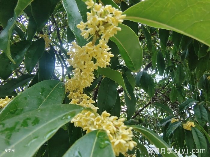 中国国花是什么？哪些是代表中国的花？(图4)