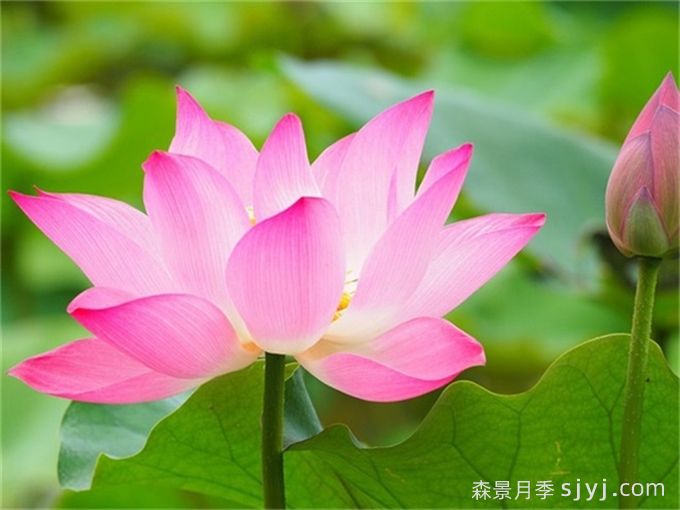 中国国花是什么？哪些是代表中国的花？(图5)