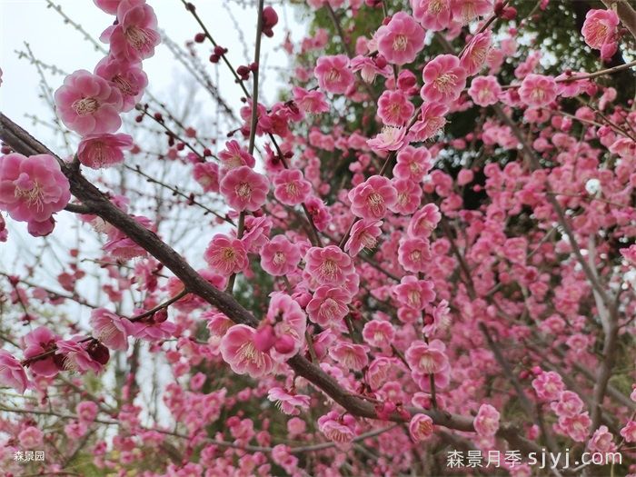 中国国花是什么？哪些是代表中国的花？(图3)