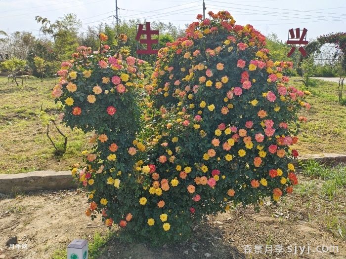 动物造型月季(图3)