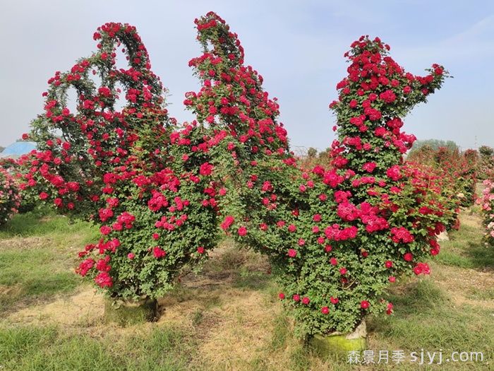 动物造型月季(图4)