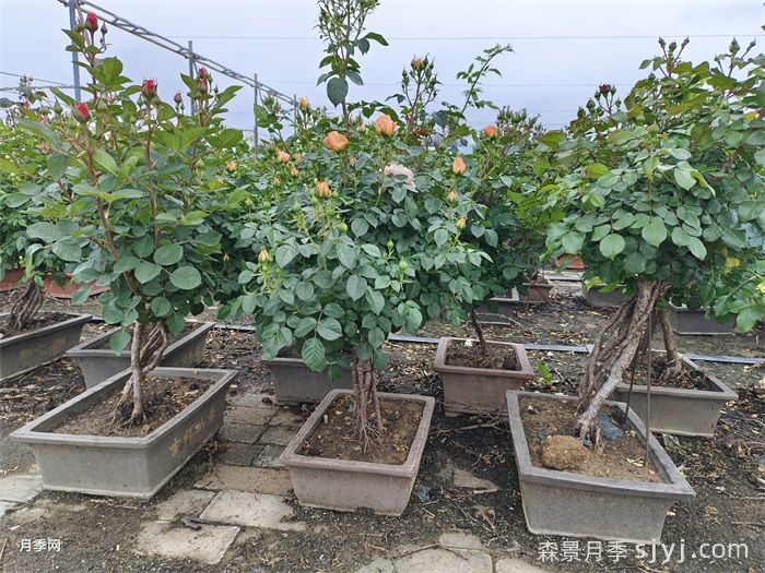 提根月季(图4)