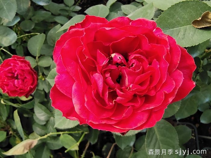 茶花女月季的优缺点是什么？(图1)