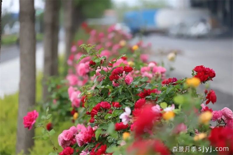临沂近千米月季大道上线超美，走浪漫花路(图2)