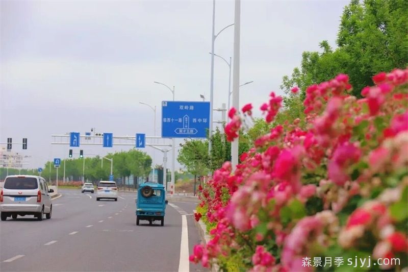 临沂近千米月季大道上线超美，走浪漫花路(图3)