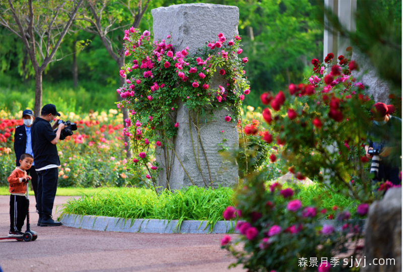 山东各地月季花开正当时,美美美!(图3) 山东各地月季花开正当时,美美美!(图3)