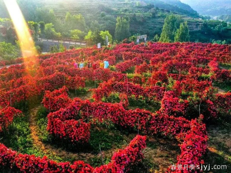月季园：青岛齐长城月季花谷(图1)