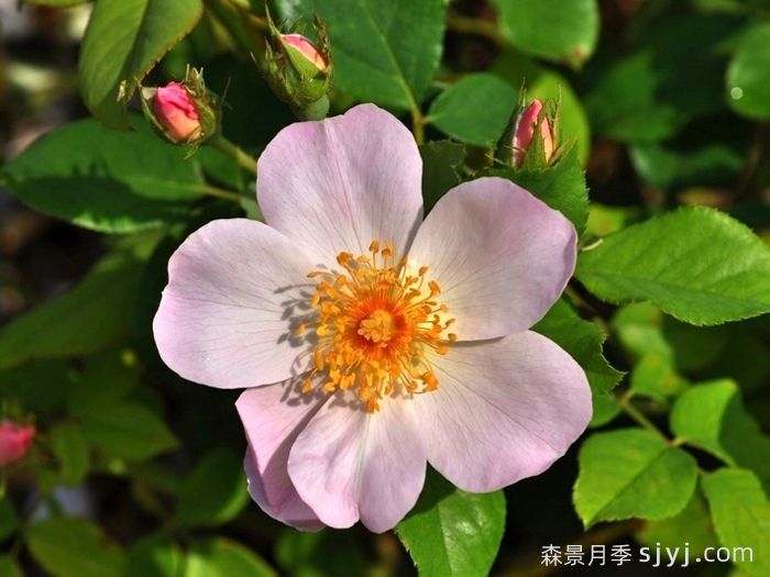 仙女罗瑟琳月季介绍和优缺点(图1)
