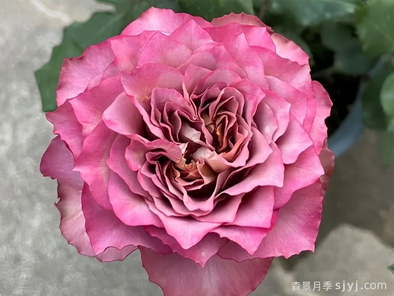 英伦节拍月季Nachuru Test(图4)