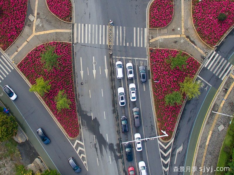 西子伊人月季盛放，妆点郴州城区添新景(图2)