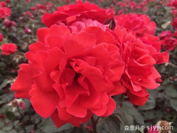 成都植物园100余种月季迎来盛花期,美翻了!(图1) 成都植物园100余种月季迎来盛花期,美翻了!(图1)
