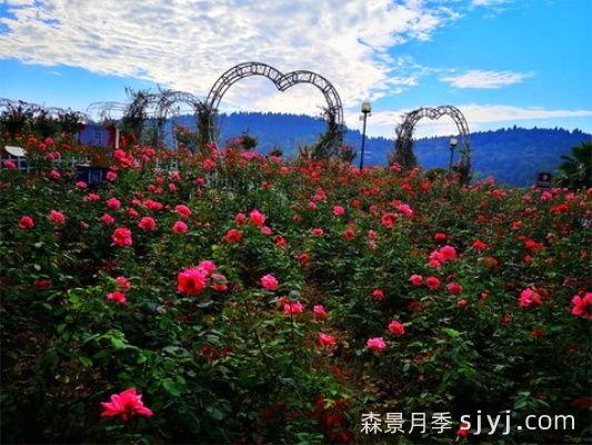 古交适合种月季吗？古交月季景点(图1)